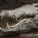crocodile_american_tar_h_1538_cos2541.jpg